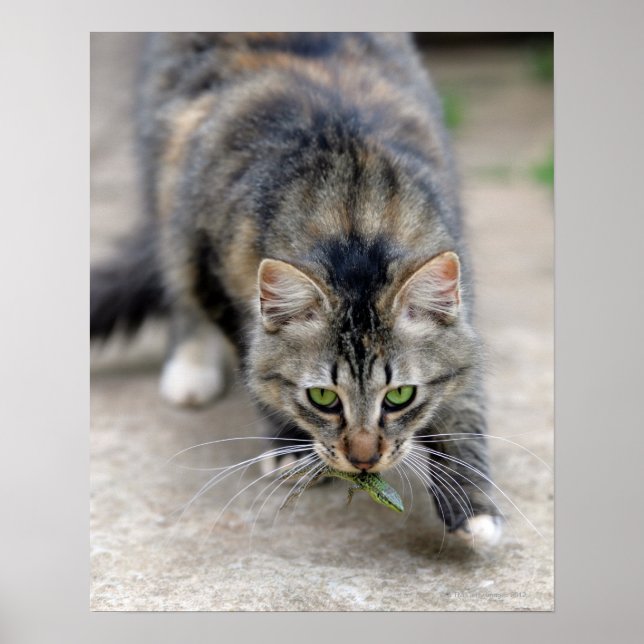 Pôster gato pegou um lagarto (Frente)