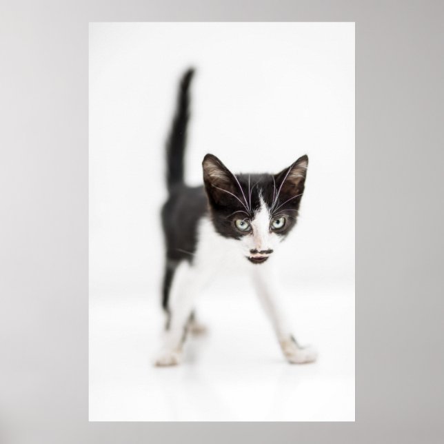 Poster Gato Pequeno (Frente)