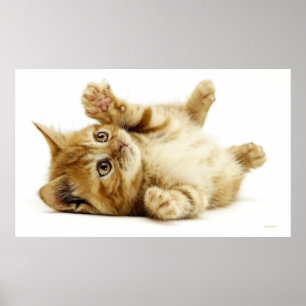 POSTER GATO PEQUENO