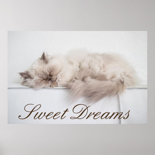 Poster Gato Persa (Frente)