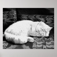 Gato Persa Branco Adormecido