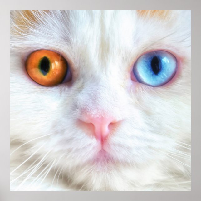 Poster Gato Persa Branco De Olhos Odd (Frente)