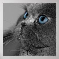 Gato Persa cinza com Olhos Azuis