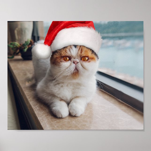Poster Gato persa maravilhoso com chapéu de Papai Noel (Frente)