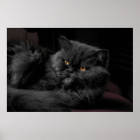 Gato Persa Negro