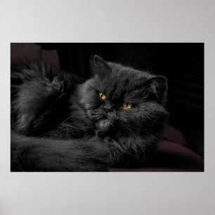 Poster Gato Persa Preto