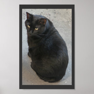 Pôster Gato preto