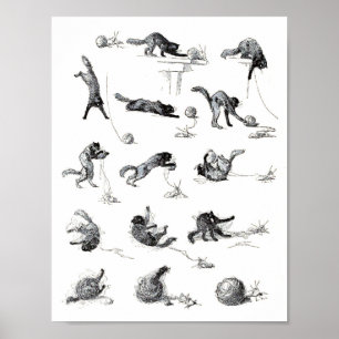 Pôster Gato preto & bola de lã do fio, Alexandre Steinle