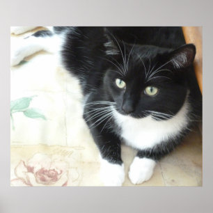 Poster Gato preto & branco bonito