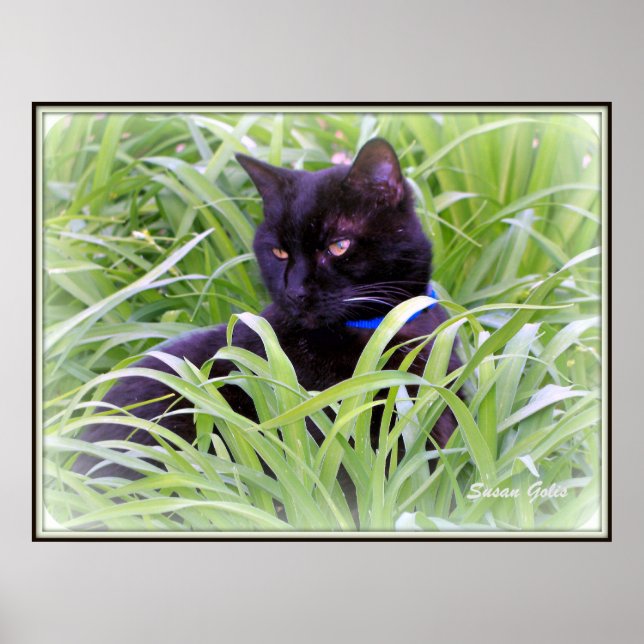 Poster Gato Preto de Bombaim Impresso (Frente)