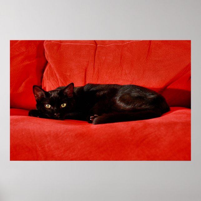 Pôster Gato Preto Edgar (Frente)