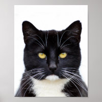 Gato Preto Engraçado, Bonito, Grumpy