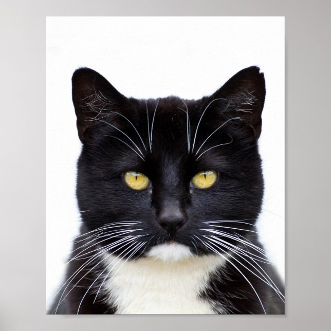 Poster Gato Preto Engraçado, Bonito, Grumpy (Frente)