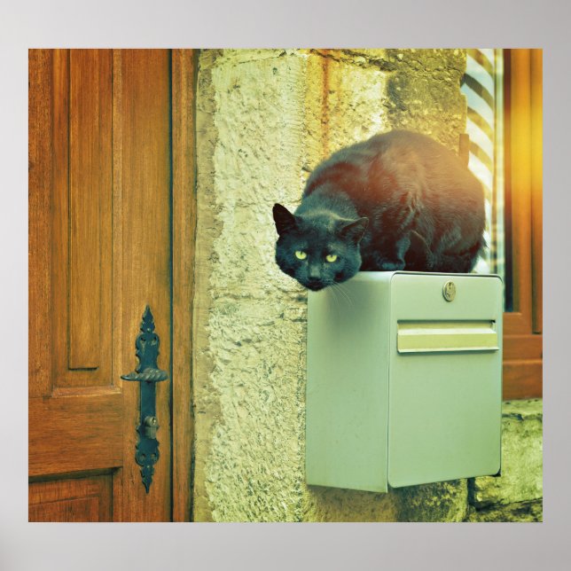 Pôster Gato preto grande da rua pulou na caixa do poste d (Frente)