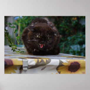 Poster Gato preto irritado
