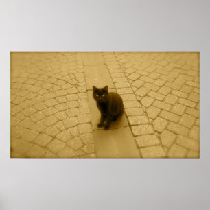 Pôster Gato preto no Sepia
