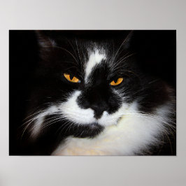 Poster Gato Puma