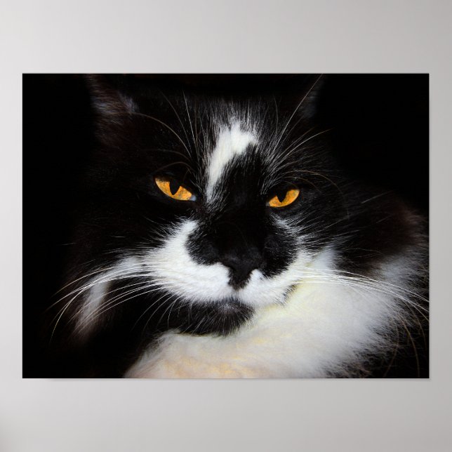 Poster Gato Puma (Frente)