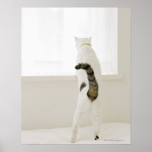 Pôster Gato que olha para fora a janela, vista traseira