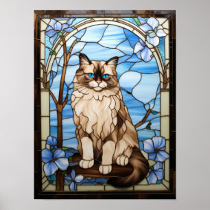 Poster Gato Ragdoll
