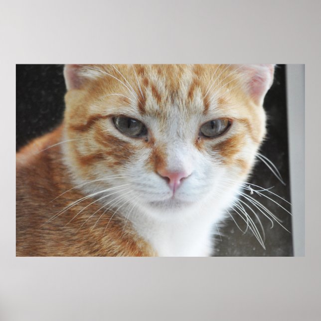 Poster gato sem-teto atrás da janela (Frente)