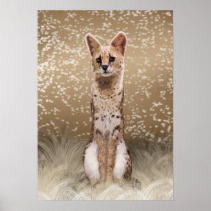 Poster Gato Serval Africano Bela