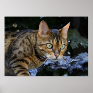 Pôster Gato Sneaking bonito de Bengal