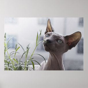 Poster Gato Sphynx Sem Pelos Cinza Farejando Planta Curio