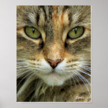 Gato Tabby Feral com Retrato de Olhos Verdes Impre