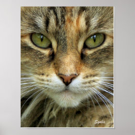 Pôster Gato Tabby Feral com Retrato de Olhos Verdes Impre