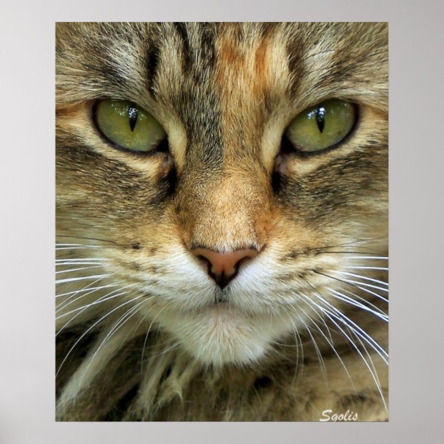 Pôster Gato Tabby Feral com Retrato de Olhos Verdes Impre (Frente)