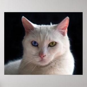 Poster Gato turco do angora com olhos impares