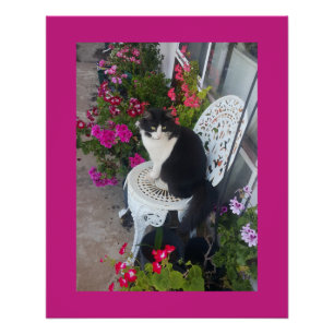 Pôster Gato Tuxedo Marrom Rosa Escuro Gatos e Flores