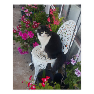 Pôster Gato Tuxedo Marrom Rosa Escuro Gatos e Flores
