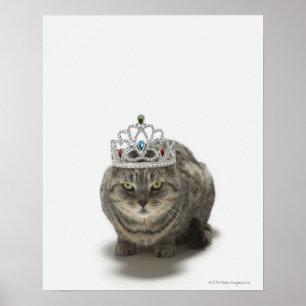 Pôster Gato usando uma tiara