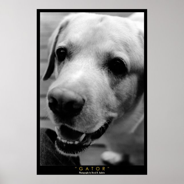 PÔSTER GATOR (Frente)