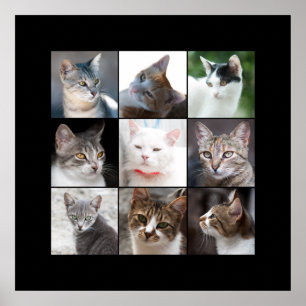 POSTER GATOS