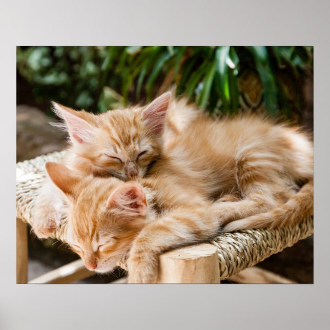 Pôster Gatos (Frente)