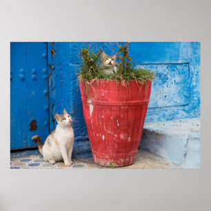 Pôster Gatos brincando, Rabat, Marrocos