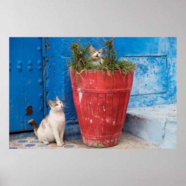 Pôster Gatos brincando, Rabat, Marrocos (Frente)