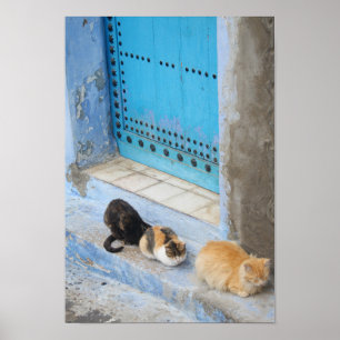 Poster Gatos, Chefchaouen, Marrocos