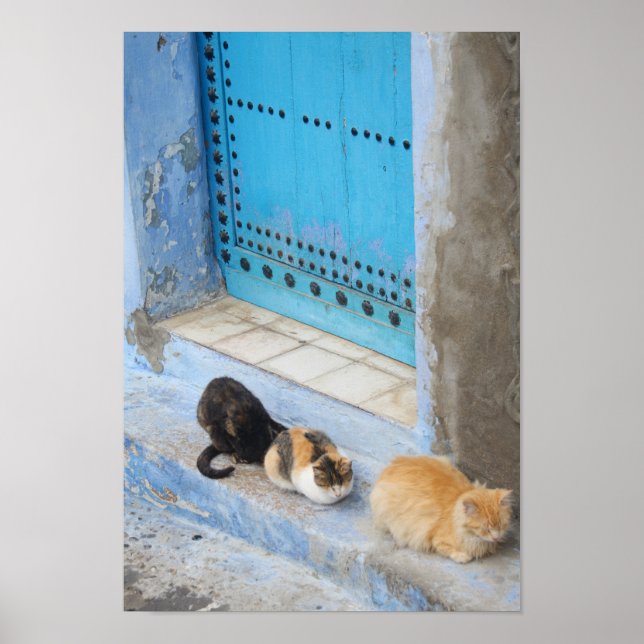 Poster Gatos, Chefchaouen, Marrocos (Frente)