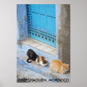 Poster Gatos, Chefchaouen, Marrocos