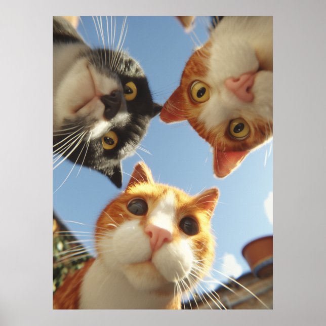 Poster Gatos Curiosos Olhando para Baixo (Frente)
