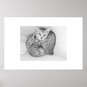 Pôster Gatos de Bengal