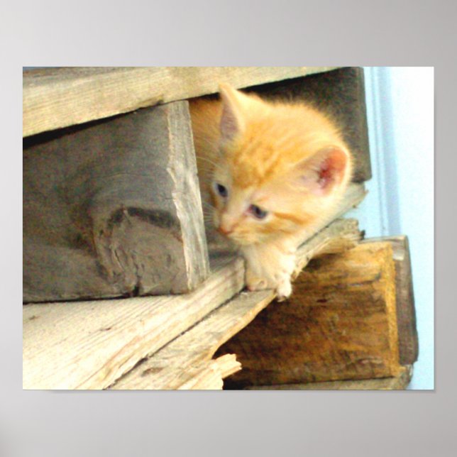 Poster Gatos De Meia 1 (Frente)
