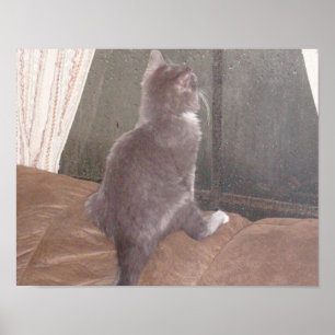 Pôster Gatos De Meia 11