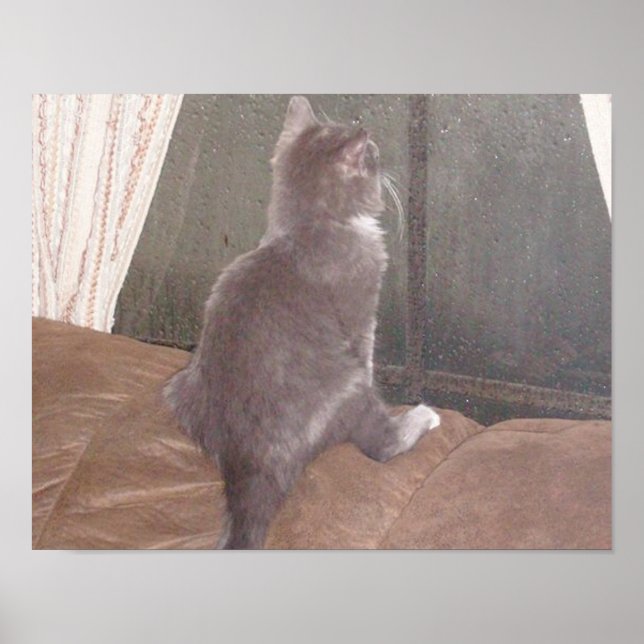 Pôster Gatos De Meia 11 (Frente)