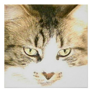 Pôster Gatos De Meia 14 Poster