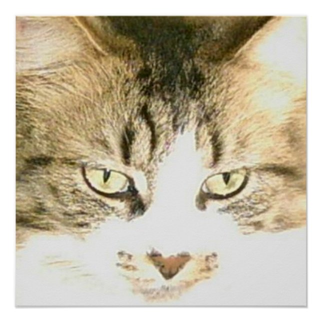 Pôster Gatos De Meia 14 Poster (Frente)